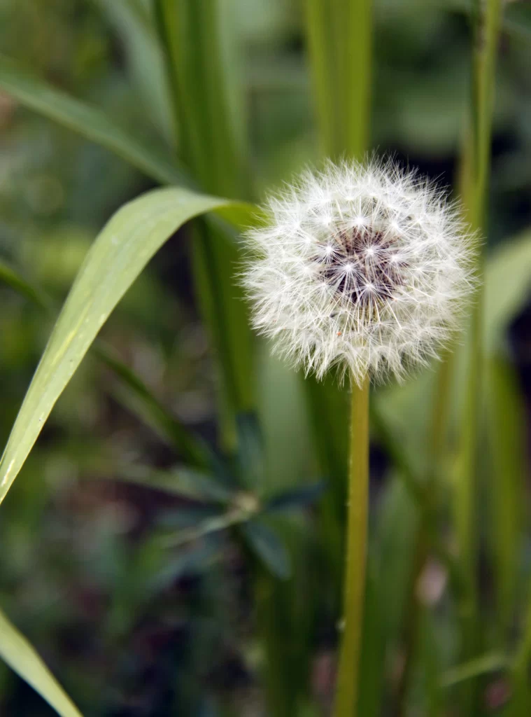 White Dandelion Seed Head Fuzzy Green Stalk Nature