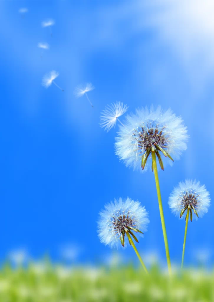 White Dandelion Seed Head Green Grass Blue cool Sky