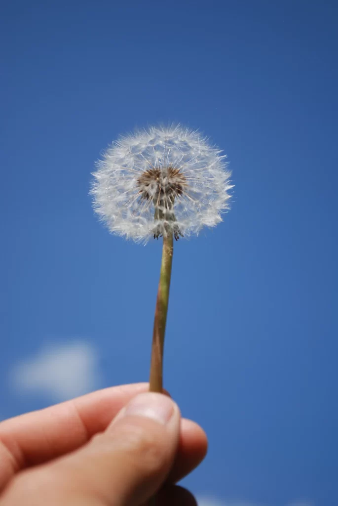 White Dandelion Seed Head Blue cool Sky