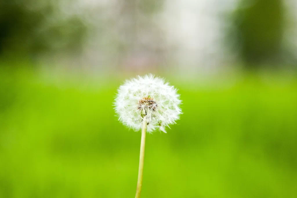White Dandelion Seed Head Fuzzy Green warm Background