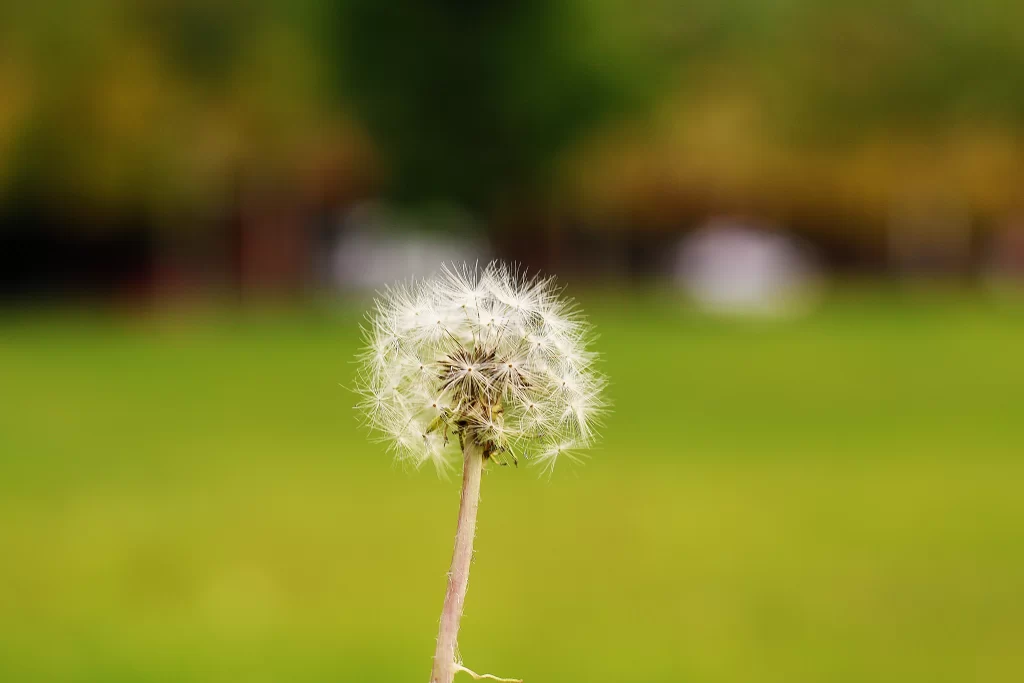 White Dandelion Seed Head Delicate Feathers Green warm Background