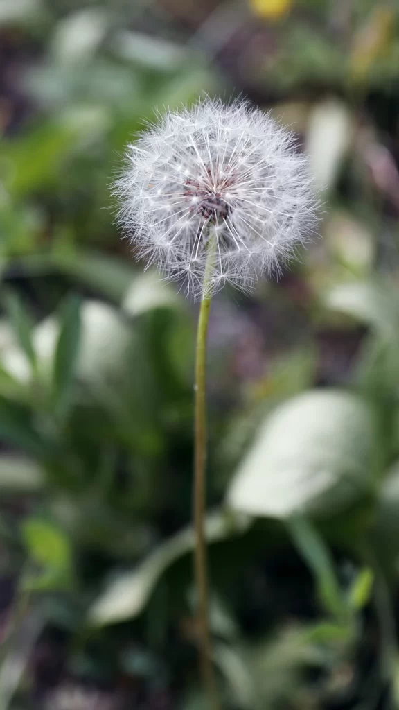 White Dandelion Seed Head Delicate Feathers Green gray Foliage