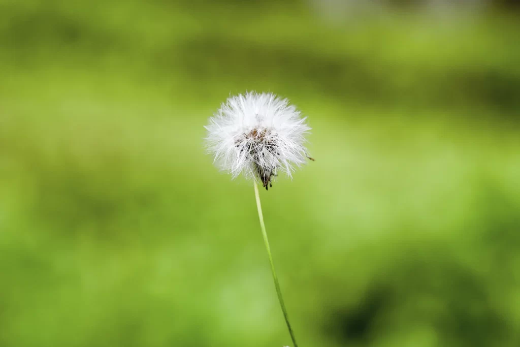 White Dandelion Seed Head Fuzzy Green warm Background