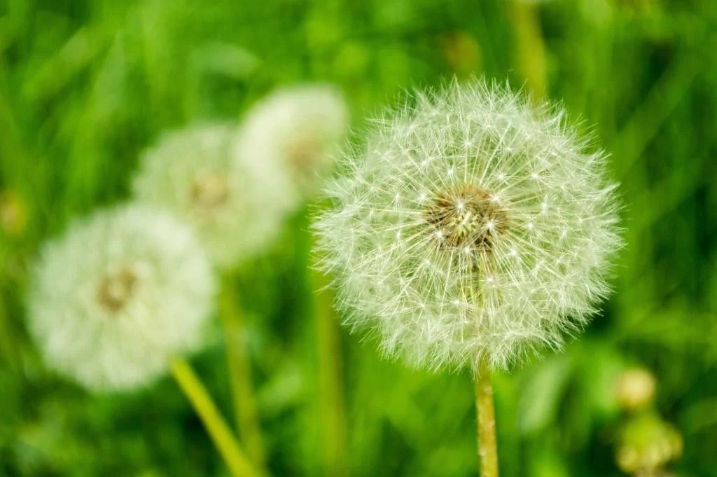 White Dandelion Seed Head Delicate Feathers Green warm Grass