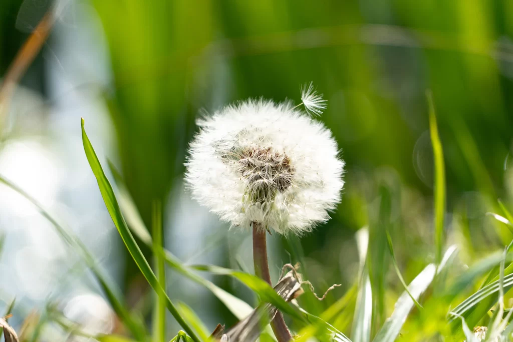 White Dandelion Seed Head Fuzzy Green Grass warm Sunlight