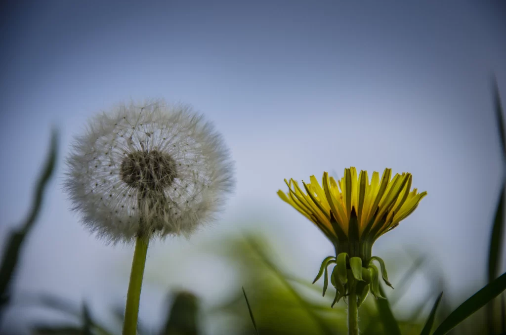 White Dandelion Seed Head Yellow Flower Green Stem