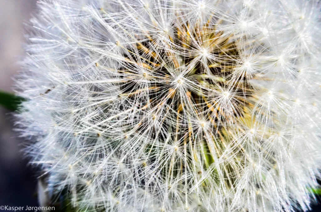 White Dandelion Seed Head Delicate Feathers gray Nature