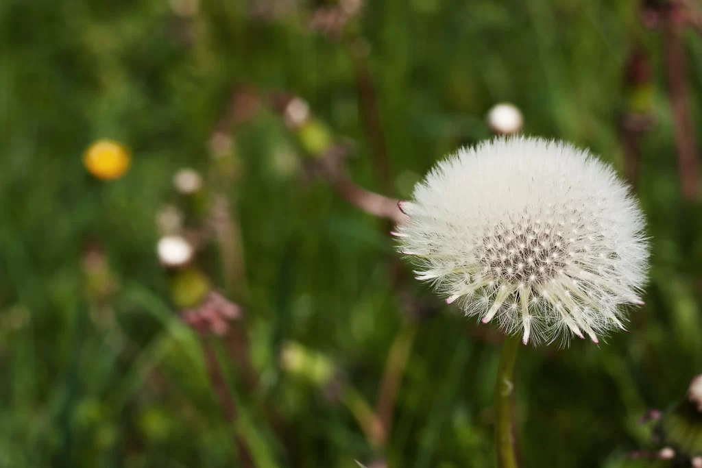 White Dandelion Seed Head Fuzzy Green warm Background