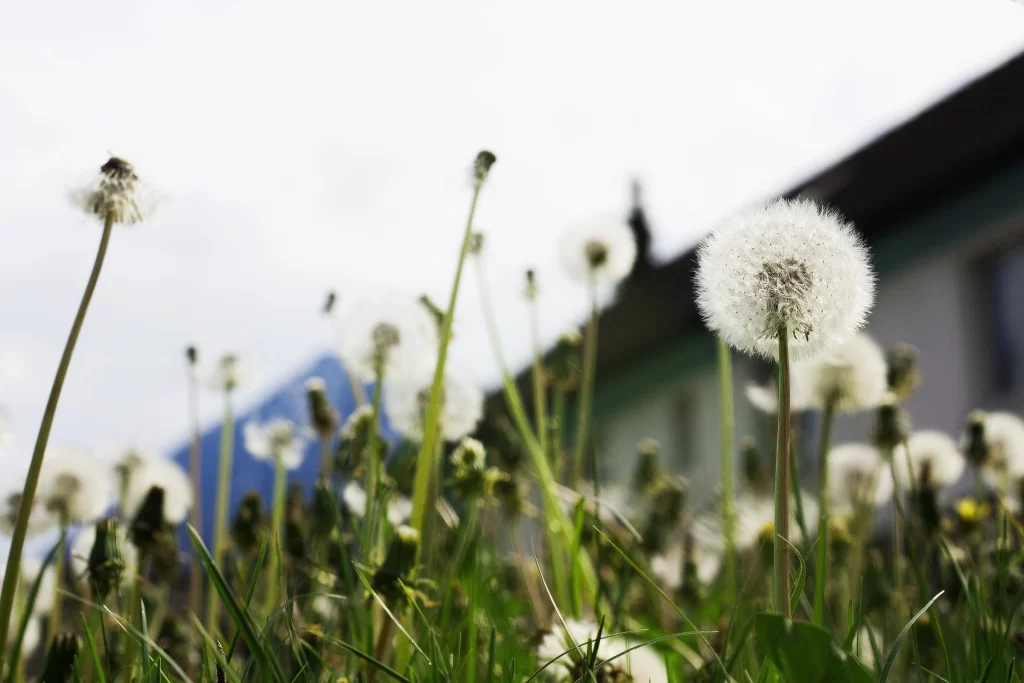 White Dandelion Seed Head Green gray Grass