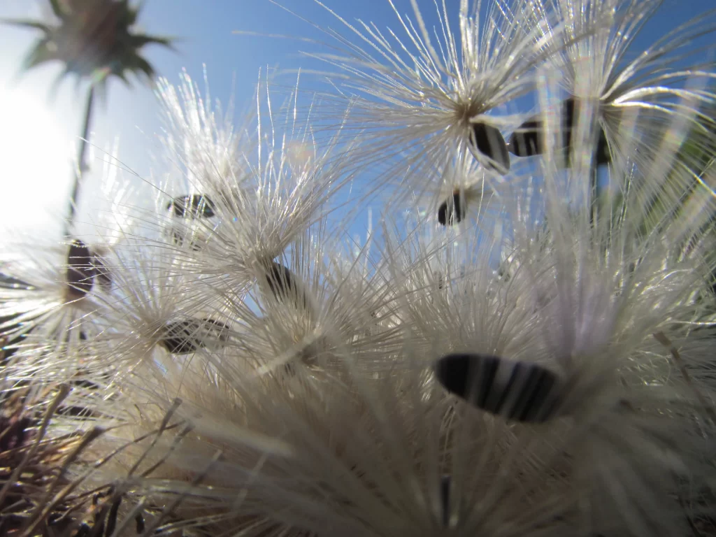 White Dandelion Seed Head Delicate Feathers Blue gray Sky