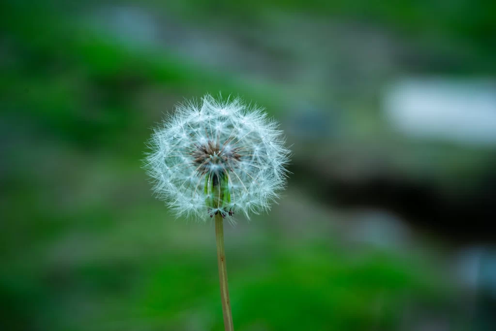 White Dandelion Seed Head Delicate Feathers Green cool Background