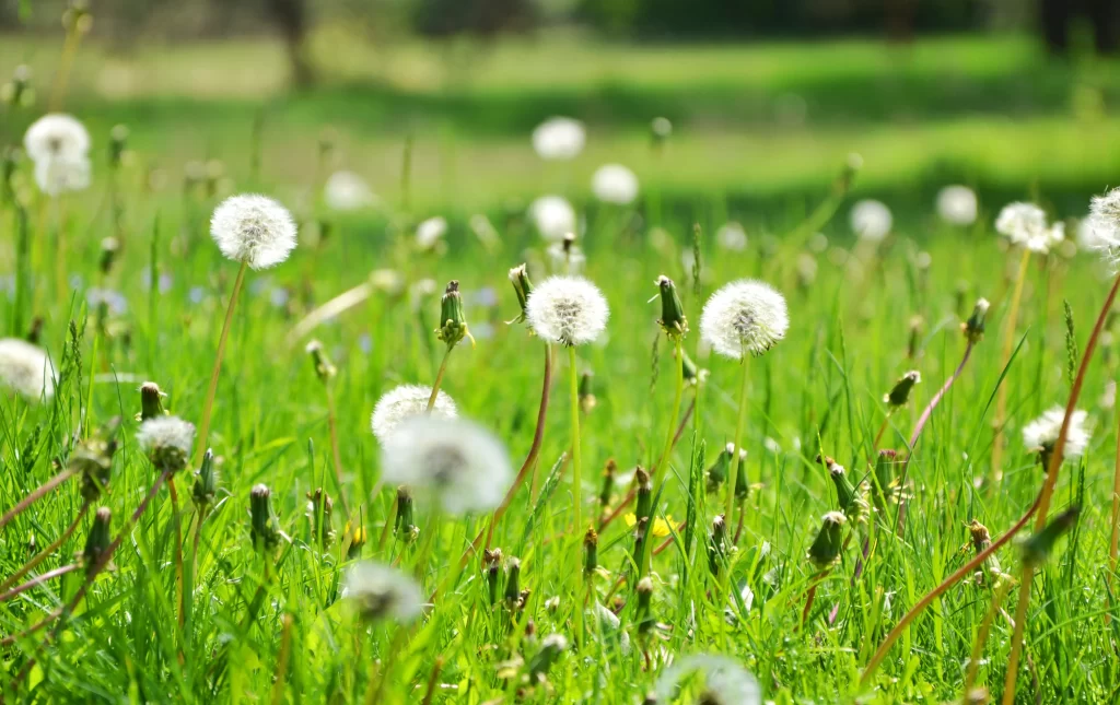 White Dandelion Seed Head Green Grass warm Sunlight