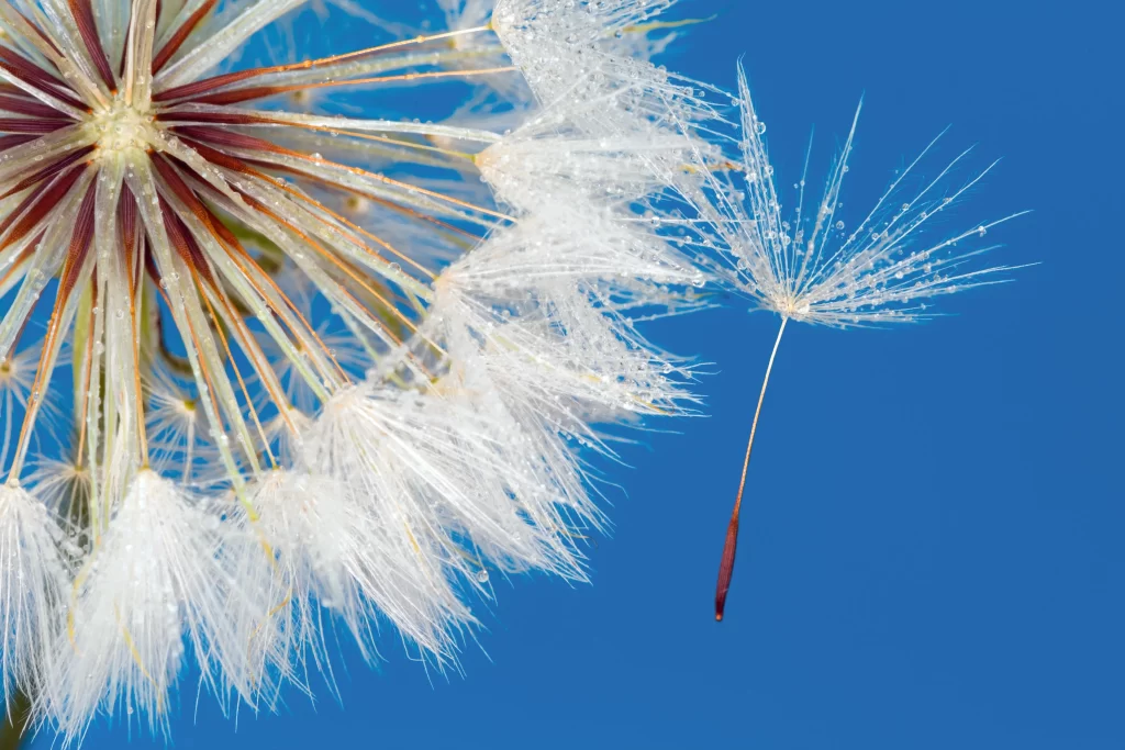 White Dandelion Seed Head Feathers Dewdrops Blue Sky