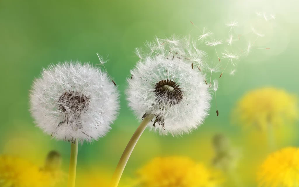 White Dandelion Seed Head Green Yellow warm Background