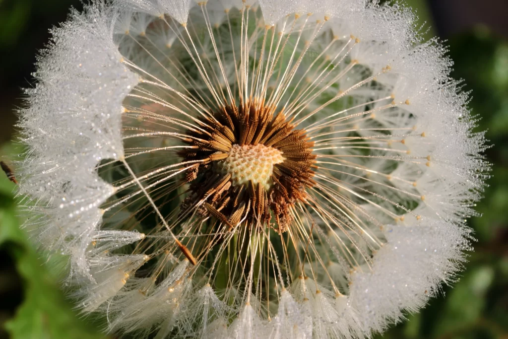 White Dandelion Seed Head Delicate Feathers Green gray Background