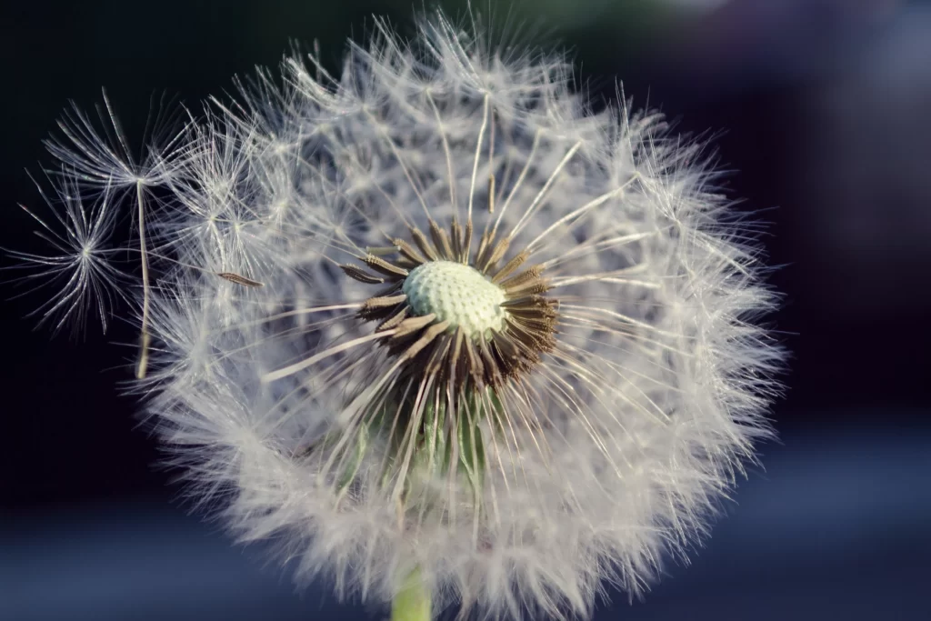 White Dandelion Seed Head Delicate Feathers gray Nature