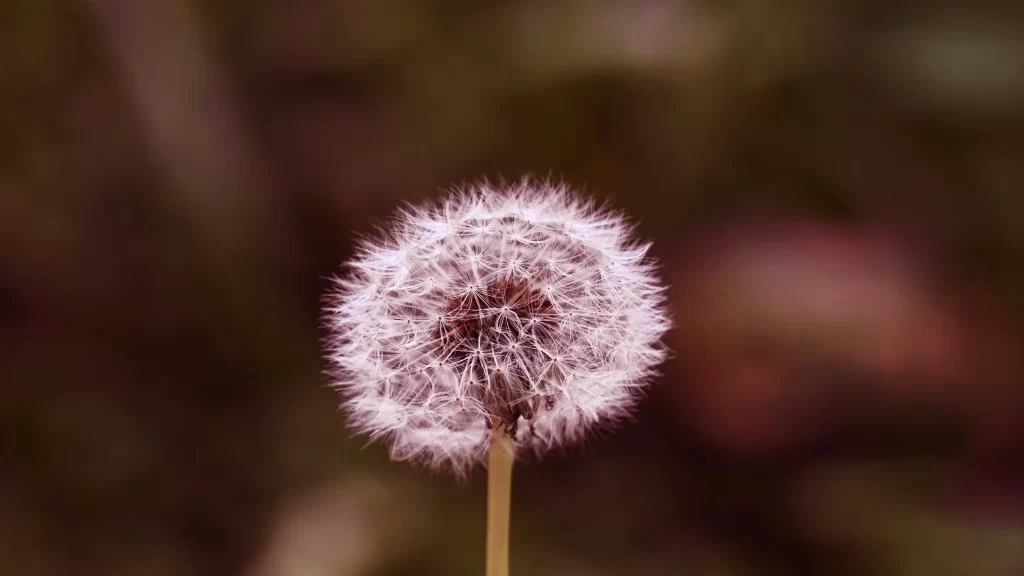 White Dandelion Seed Head Delicate Feathers gray Nature