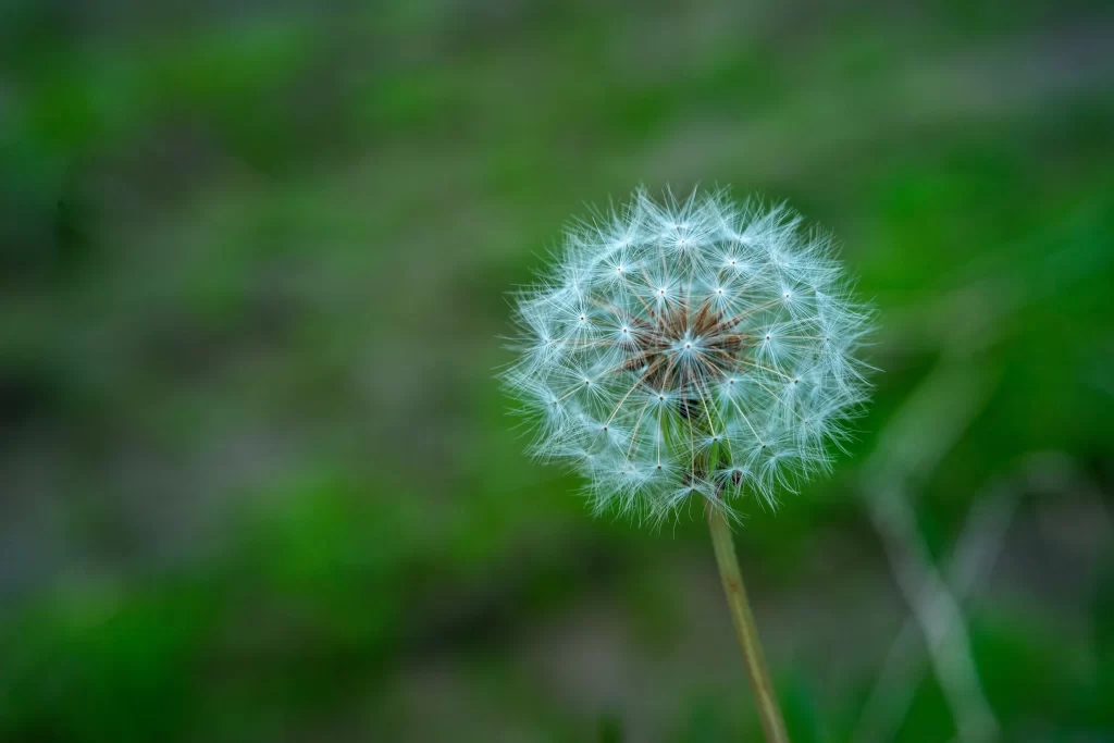 White Dandelion Seed Head Delicate Feathers Green cool Background