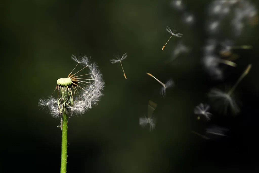 White Dandelion Seed Head Delicate Feathers Green dark Stem