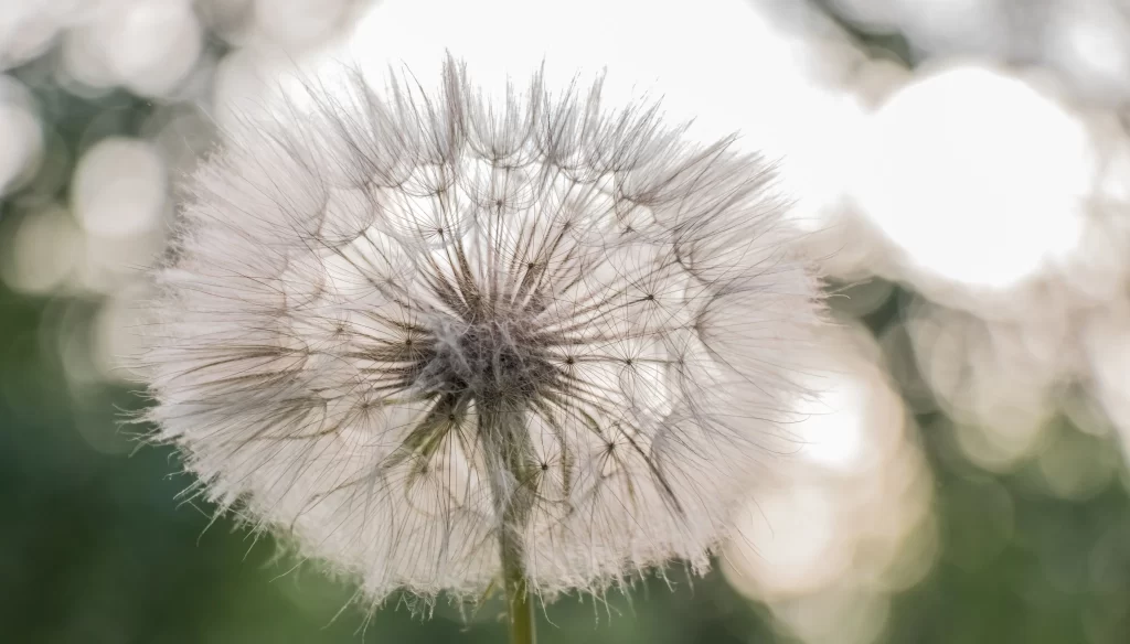 White Dandelion Seed Head Delicate Feathers gray Nature