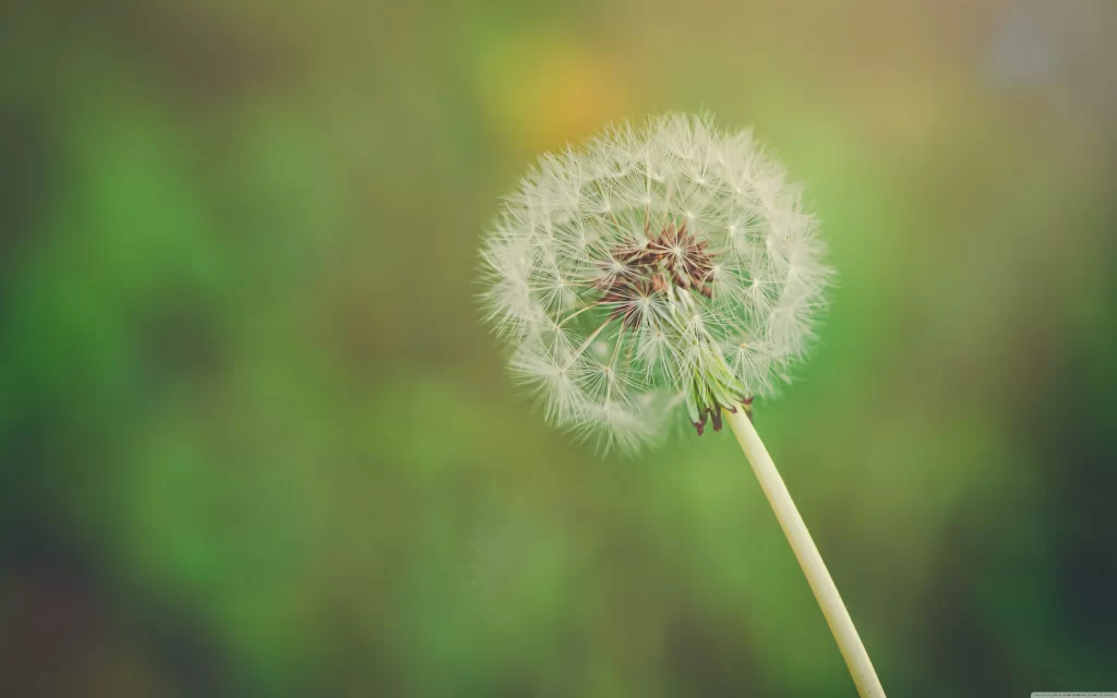 White Dandelion Seed Head Delicate Feathers Green warm Background