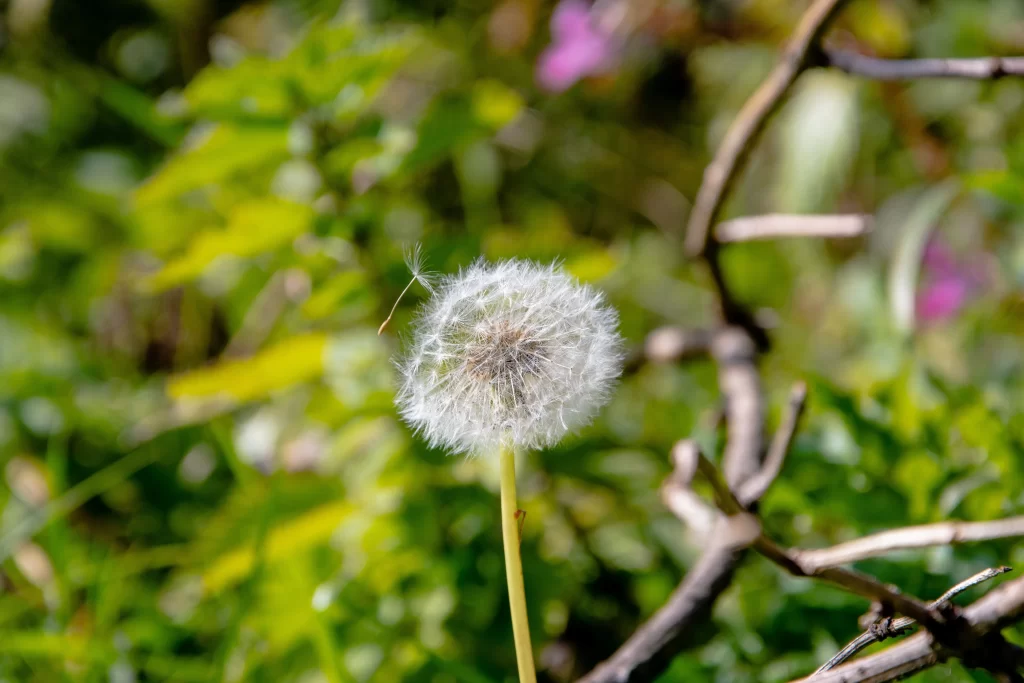 White Dandelion Seed Head Delicate Feathers Green warm Foliage