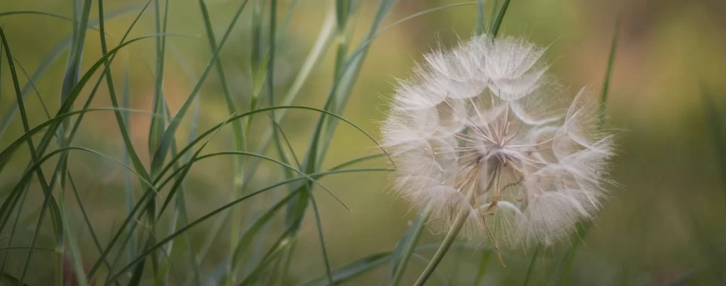 White Dandelion Seed Head Fuzzy Delicate Nature Green