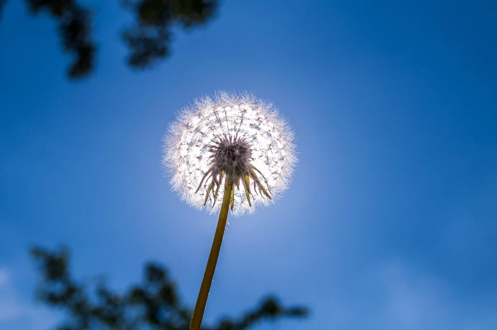 White Dandelion Seed Head Round Delicate Feathers Blue Sky
