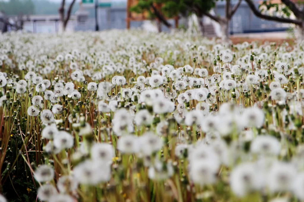 White Dandelion Seed Heads Green Stems Nature