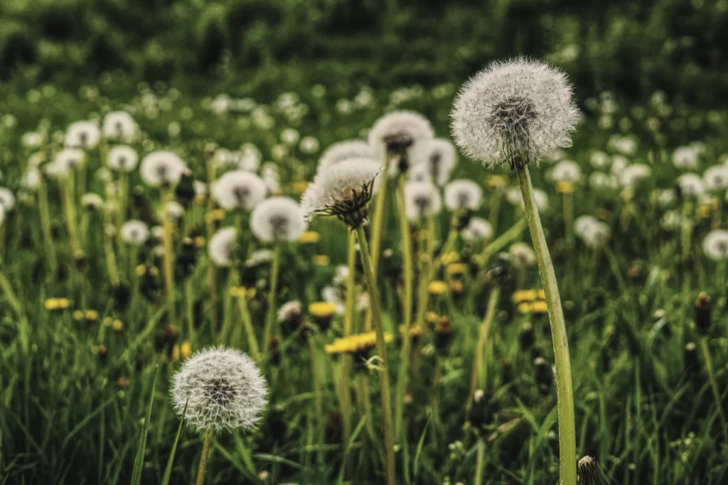 White Dandelion Seed Head Green Grass Round Delicate