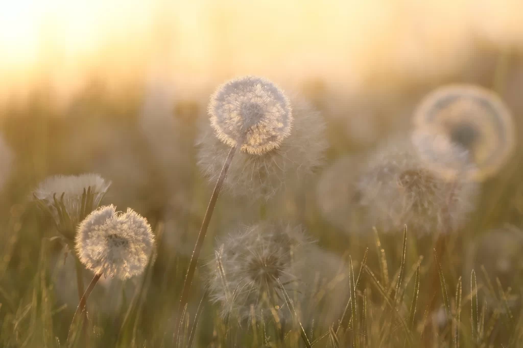 White Dandelion Seed Head Grassland Delicate Feathery