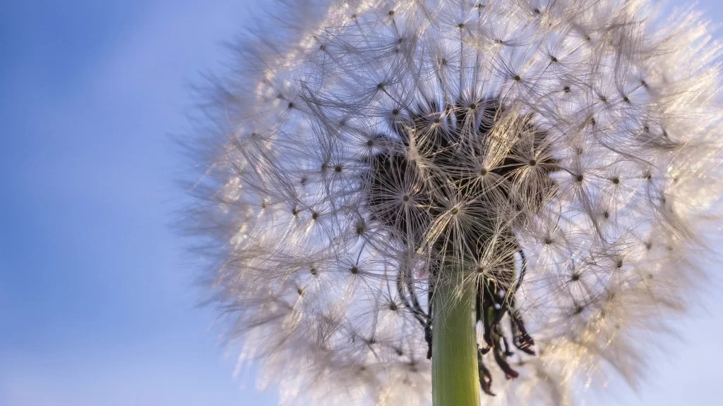 White Dandelion Seed Head Delicate Feathers Blue gray Sky