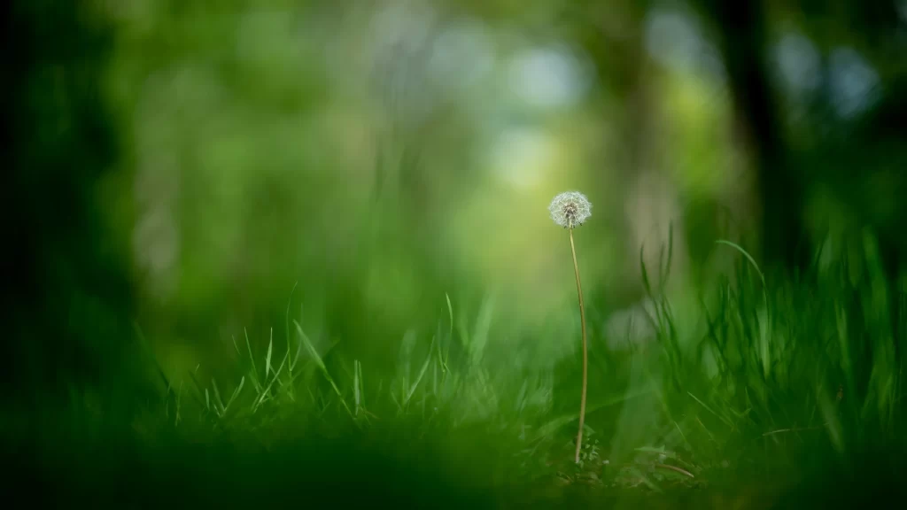 White Dandelion Seed Head Grass Green Nature