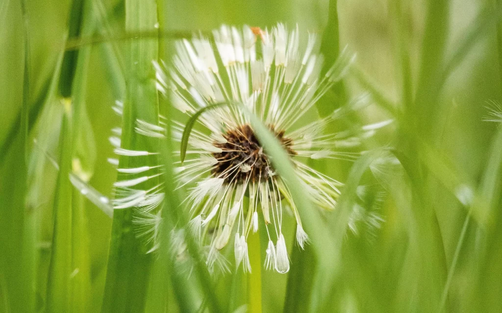White Dandelion Seed Head Green Grass Delicate warm Feathers