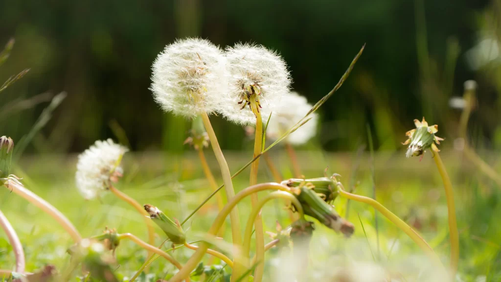 White Dandelion Seed Head Fuzzy Green Grass warm Sunlight