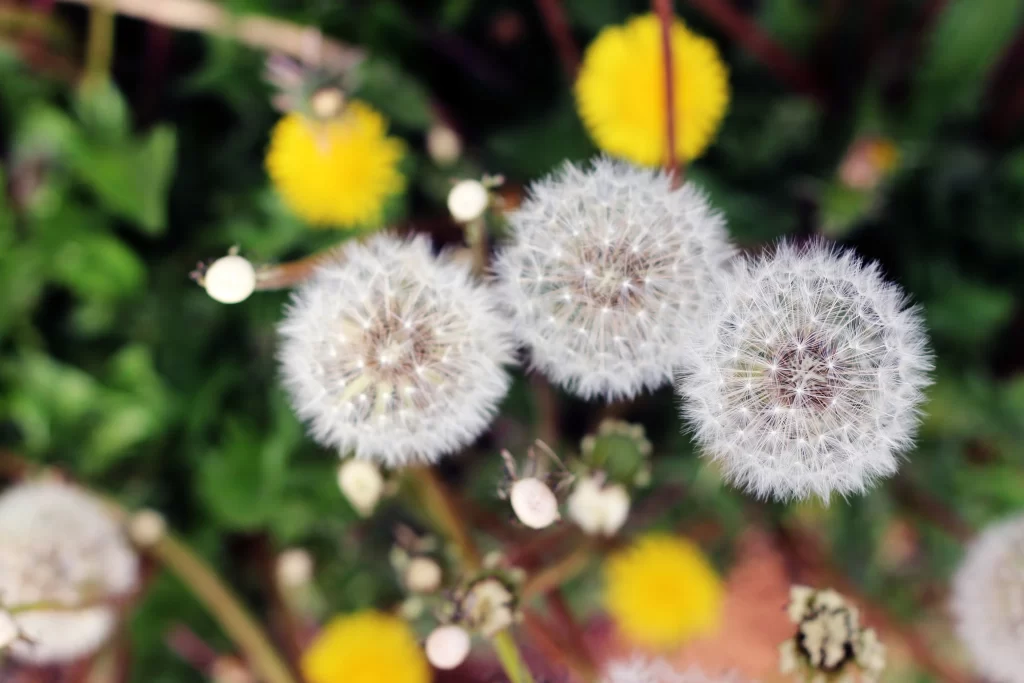 White Dandelion Seed Head Delicate Feathers Green Yellow