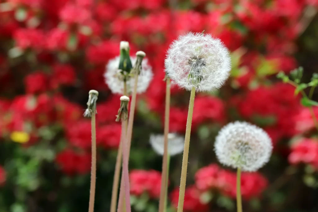 White Dandelion Seed Head Delicate Fuzzy Red Background