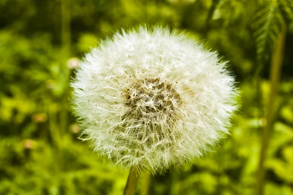 White Dandelion Seed Head Feathery Green