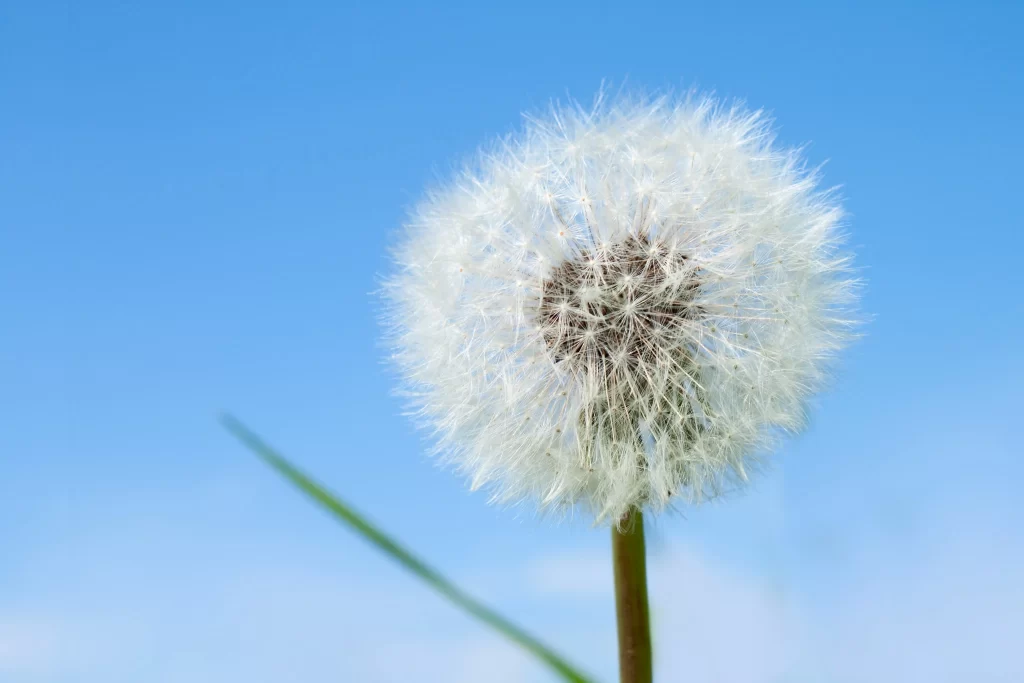 White Dandelion Seed Head Feathery Delicate Blue cool Sky