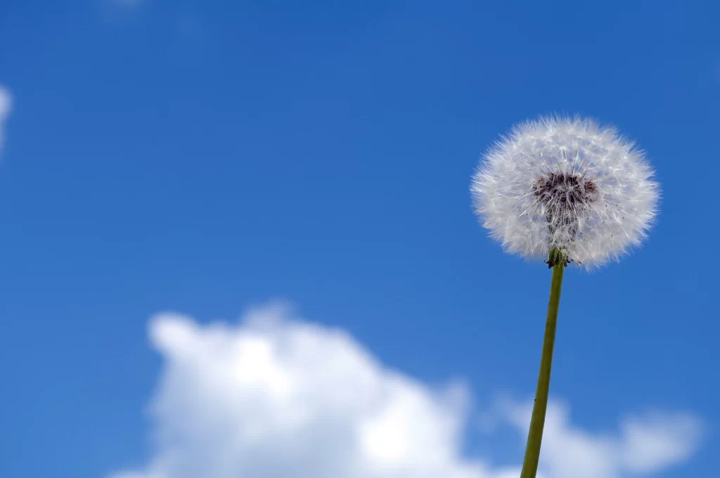 White Dandelion Seed Head Blue Sky cool Clouds