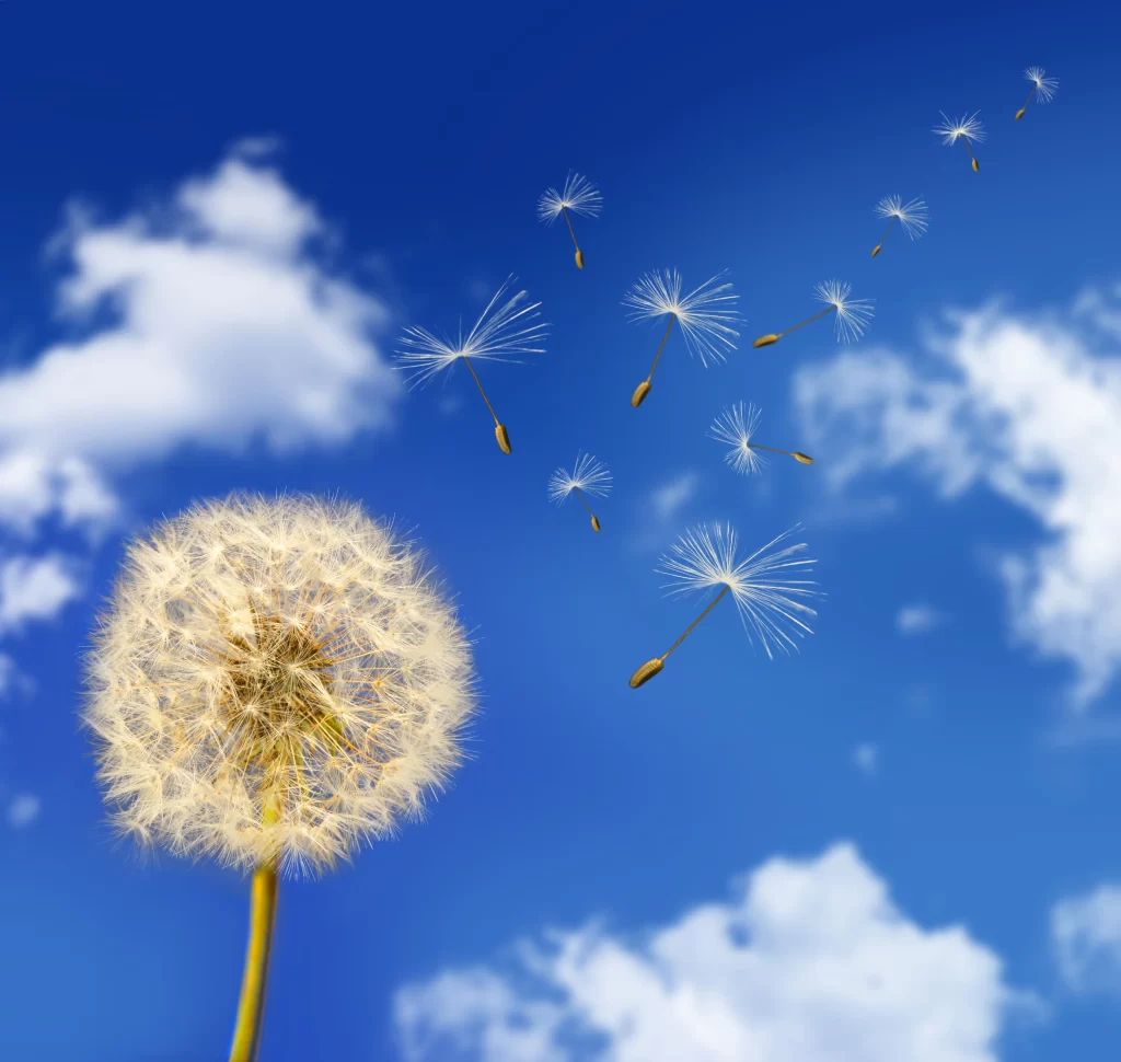 White Dandelion Seed Head Blue Sky cool Clouds