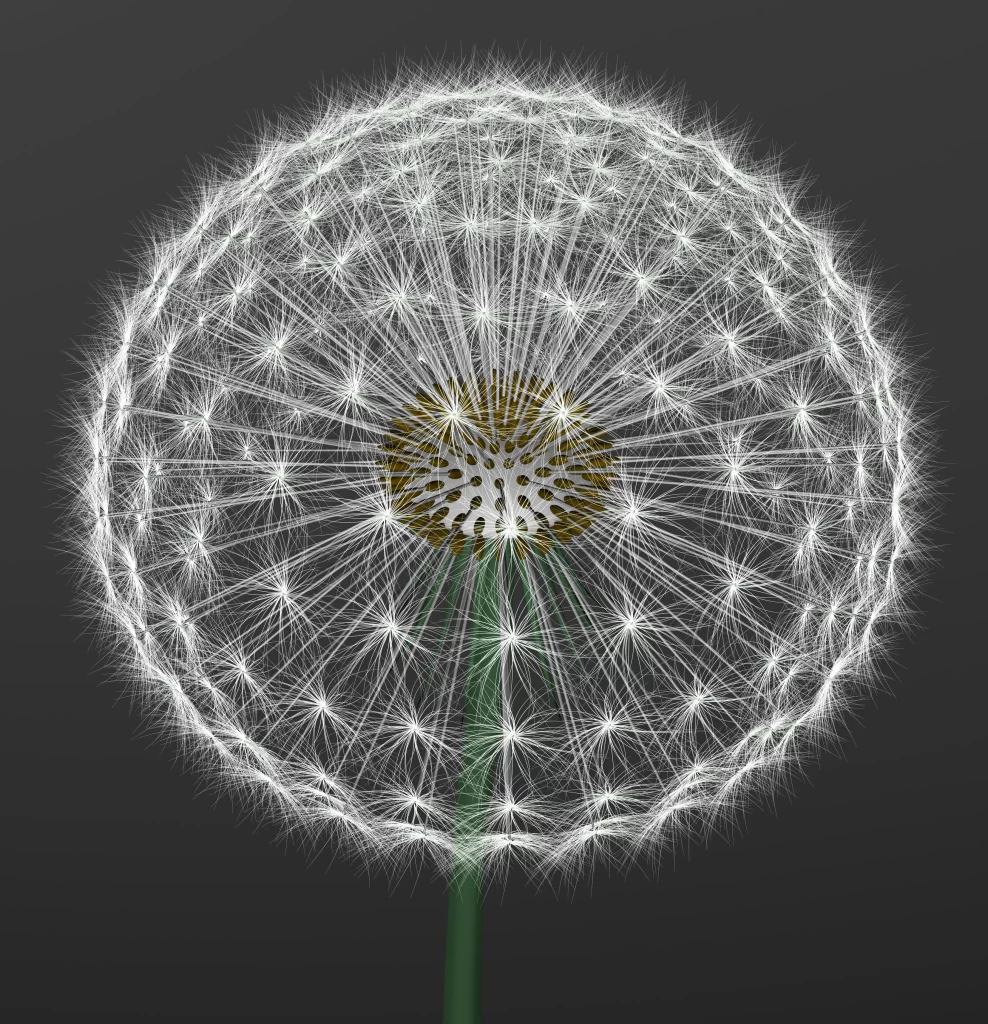 White Dandelion Seed Head Delicate Feathers Round Shape Dark Background