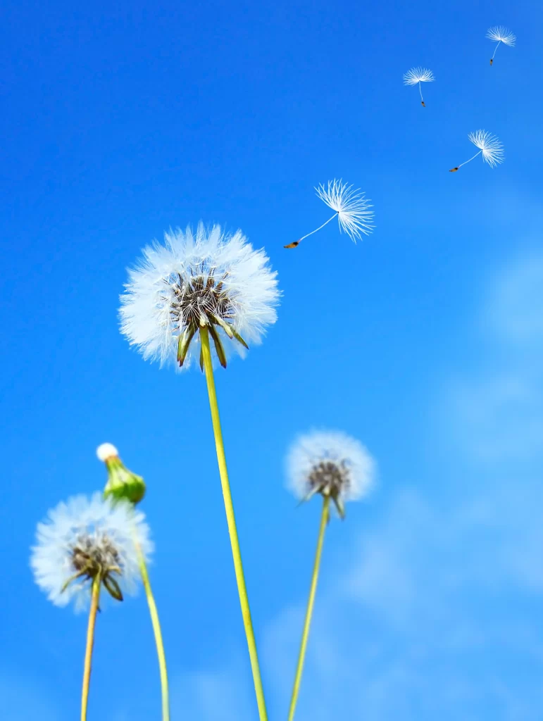 White Dandelion Seed Head Blue Sky Delicate cool Feathers