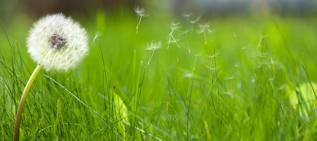 White Dandelion Seed Head Green Grass Delicate warm Feathers