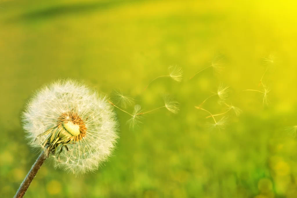 White Dandelion Seed Head Green warm Grass