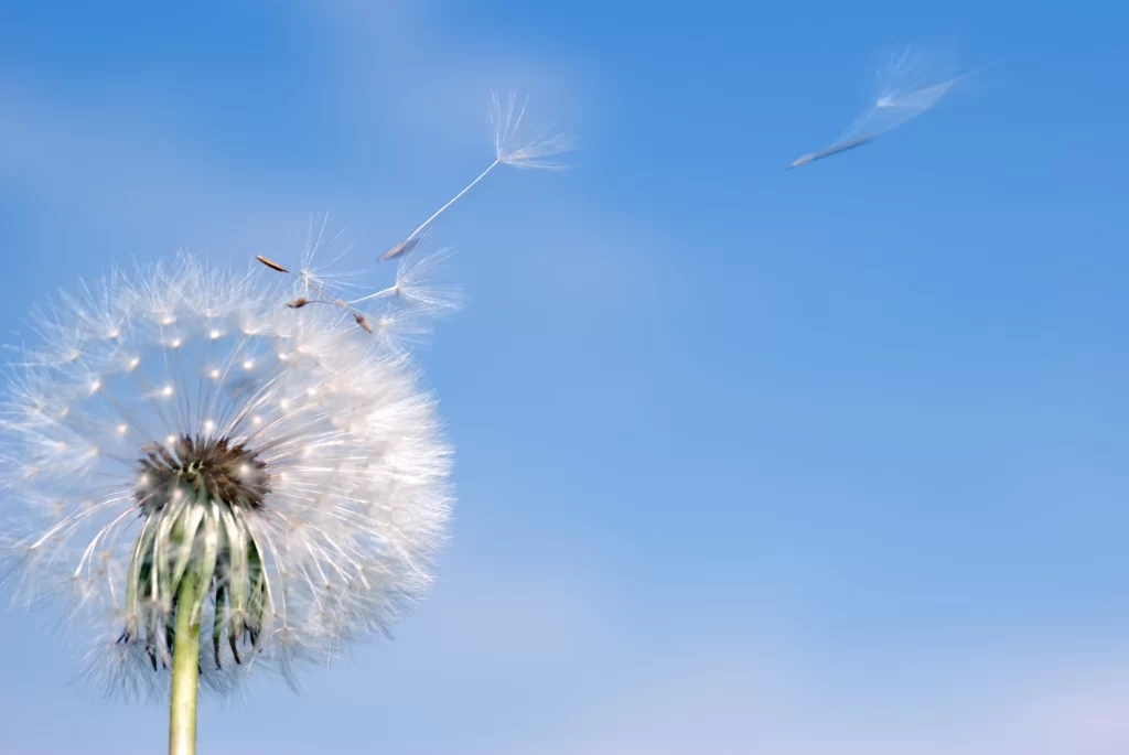 White Dandelion Seed Head Delicate Feathers Blue cool Sky