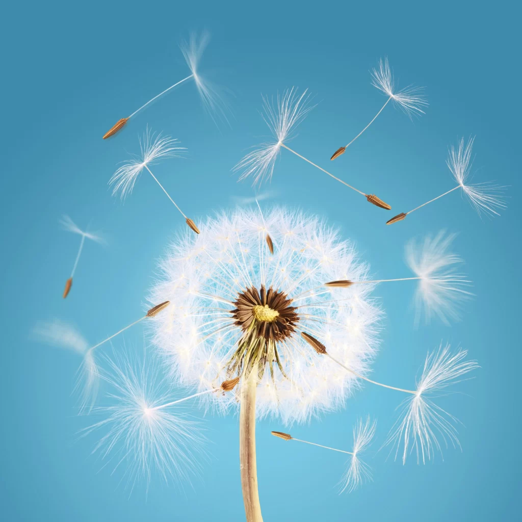 White Dandelion Seed Head Feathers Blue cool Sky