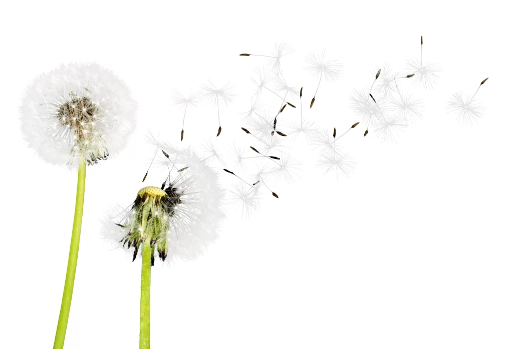 White Dandelion Seed Pods Delicate Feathery Green Stems