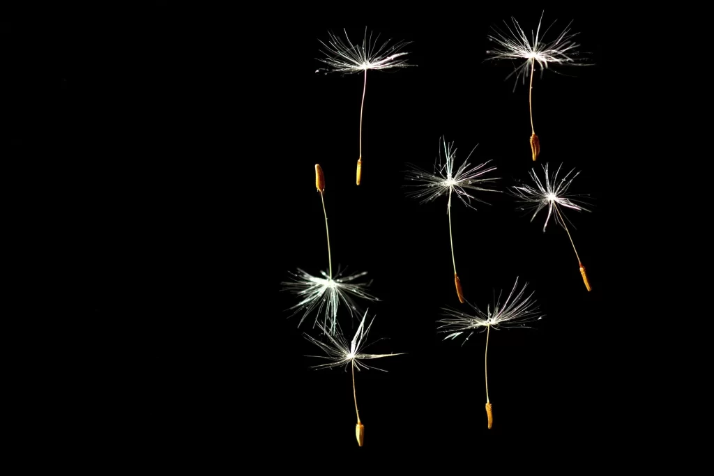White Dandelion Seed Tuft Delicate Floating