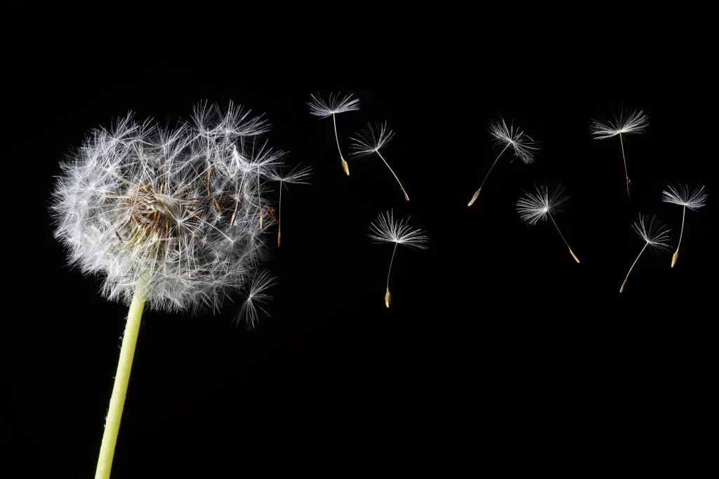 White Dandelion Seed Tuft Delicate